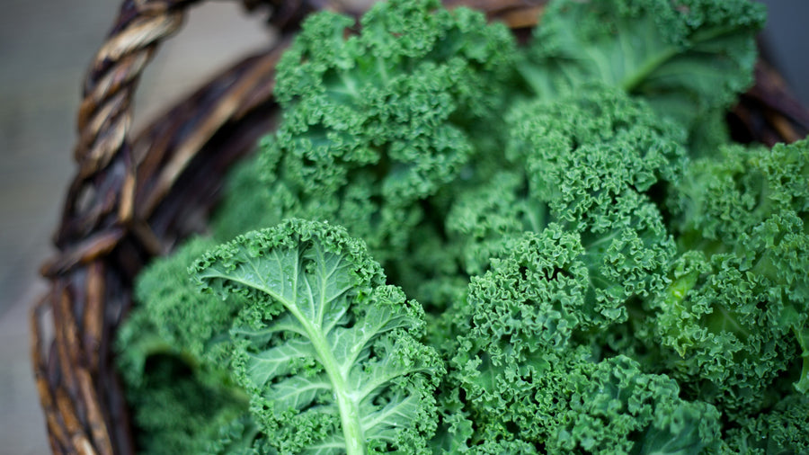 ORGANICALLY GROWN LARGE KALE BUNDLE INVERMERE SEPT 24/CRANBROOK SEPT 23rd 12-12:15 PM