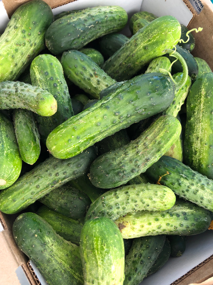 PICKLING CUCUMBERS INVERMERE AUG 29/ CRANBROOK SEPT 8
