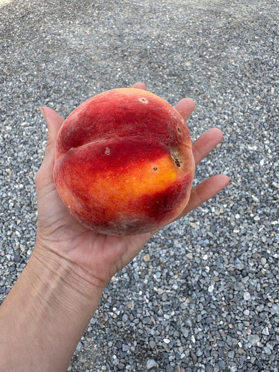 BLEMISHED FREESTONE PEACHES AVAILABLE/ CRANBROOK TBD
