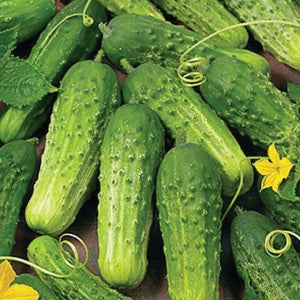 PICKLING CUCUMBERS INVERMERE AUG 29/ CRANBROOK SEPT 8