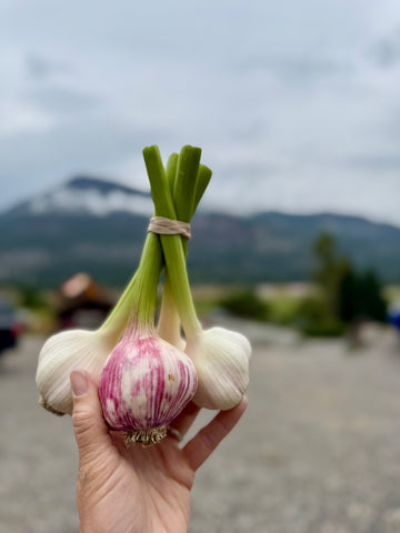ORGANICALLY GROWN FRESH GARLIC INVERMERE AVAILABLE/ CRANBROOK SEPT 8