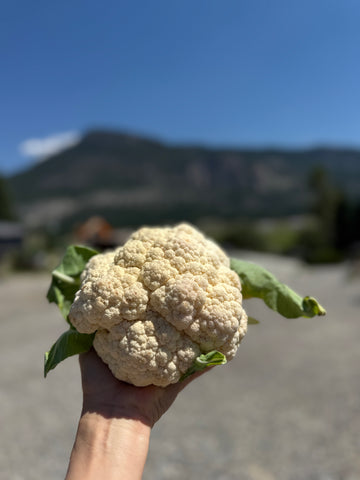 ORGANICALLY GROWN BC CAULIFLOWER  INVERMERE AVAILABLE/ CRANBROOK JULY 14