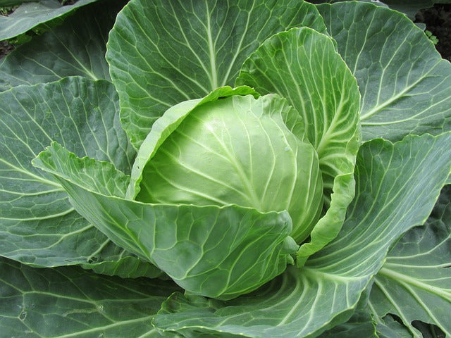 CRESTON, BC ORGANIC GREEN CABBAGE INVERMERE AVAILABLE/CRANBROOK SEPT 23rd 12-12:15 PM