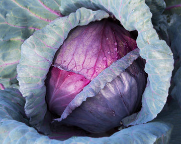 CRESTON, BC ORGANIC RED CABBAGE INVERMERE AVAILABLE/CRANBROOK SEPT 23 12-12:15 PM