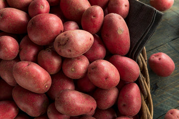 CRESTON, BC ORGANIC RED POTATOES - 5 LBS INVERMERE AVAILABLE//CRANBROOK SEPT 23rd 12-12:15 PM