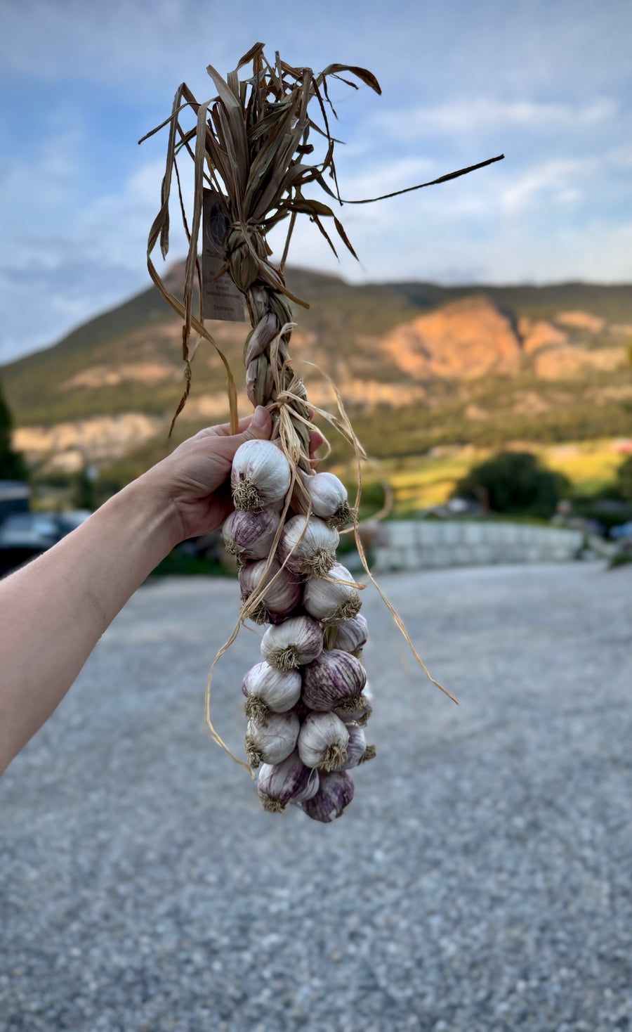 GARLIC BRAID ORGANICALLY GROWN INVERMERE AVAILABLE/ CRANBROOK SEPT 8