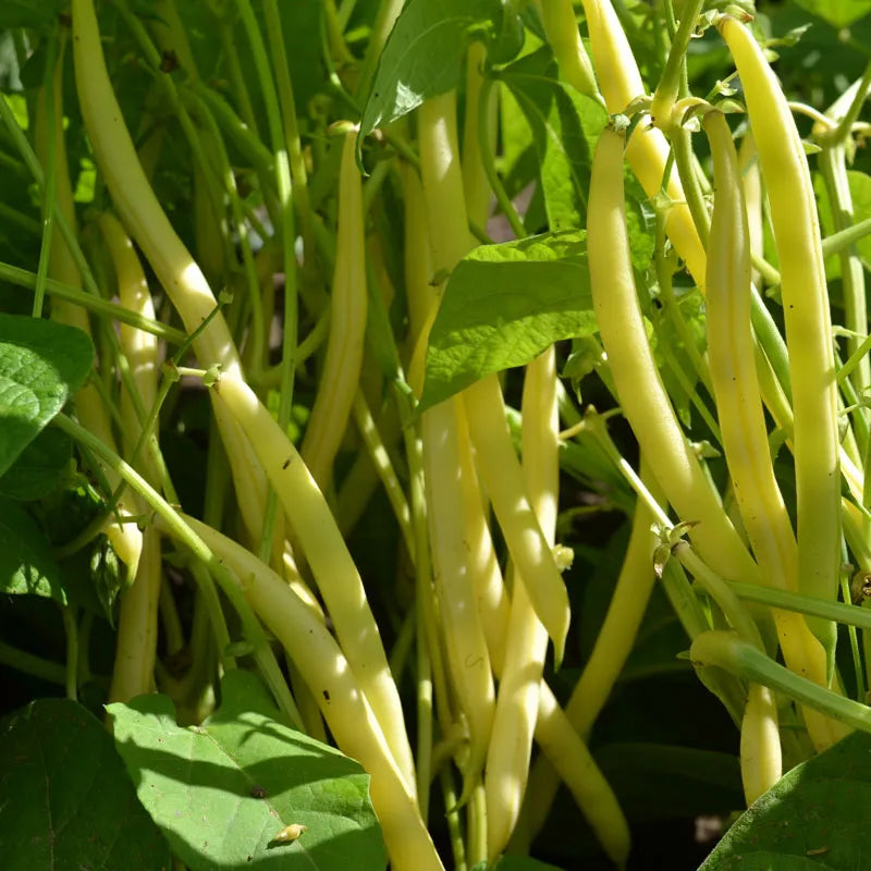ORGANIC GREEN OR YELLOW BEANS INVERMERE AVAILABLE/ CRANBROOK AUG 18