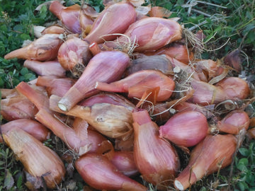 ORGANICALLY GROWN SHALLOT  INVEREMRE AVAILABLE/CRANBROOK SEPT 23rd 12-12:15 PM