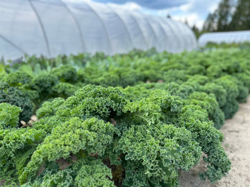 ORGANICALLY GROWN LARGE KALE BUNDLE INVERMERE SEPT 24/CRANBROOK SEPT 23rd 12-12:15 PM