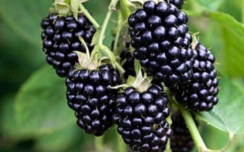 BC BLACKBERRIES INVERMEREAVAILABLE/ CRANBROOK TBD
