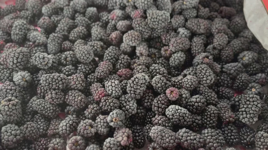 FROZEN NO SPRAY BC BLACKBERRIES INVERMERE AVAILABLE/CRANBROOK SEPT 23rd 12-12:15 PM