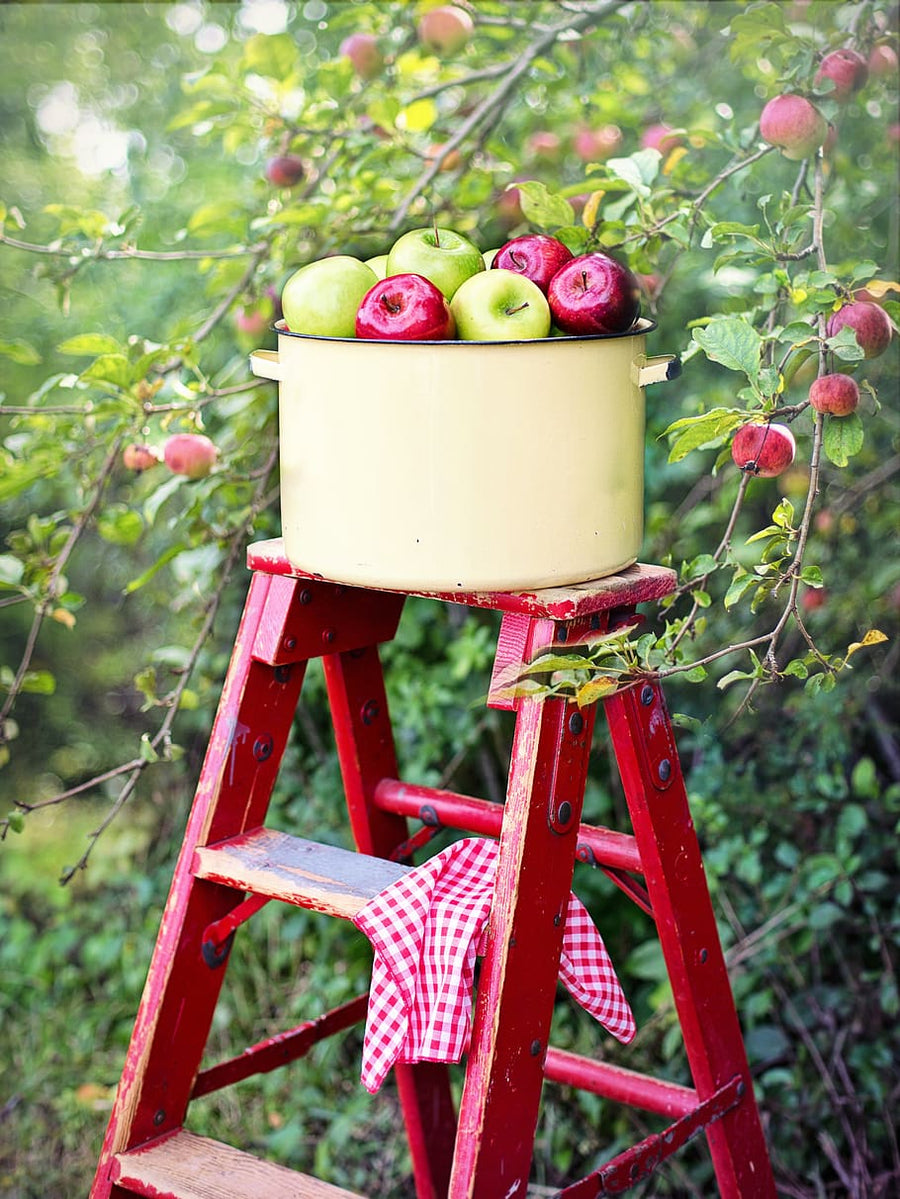 BC HONEY CRISP APPLES INVERMERE AVAILABLE/CRANBROOK SEPT 23 12-12:15 PM