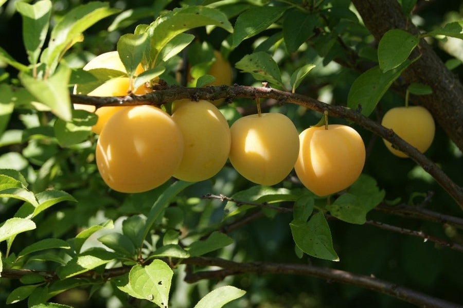GOLD PLUM INVERMERE AVAILABLE/ CRANBROOK SEPT 8