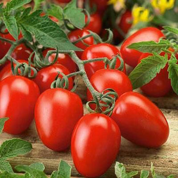 ROMA TOMATOES INVERMERE AUG 29/ CRANBROOK SEPT 8