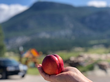 NECTARINES - INVERMERE AVAILABLE