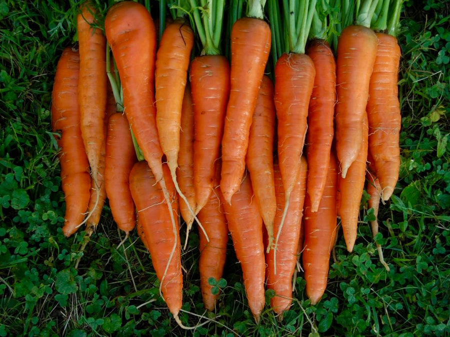 ORGANICALLY GROWN BC CARROTS 1 LB INVERMERE AVAILABLE/CRANBROOK SEPT 23rd 12-12:15 PM