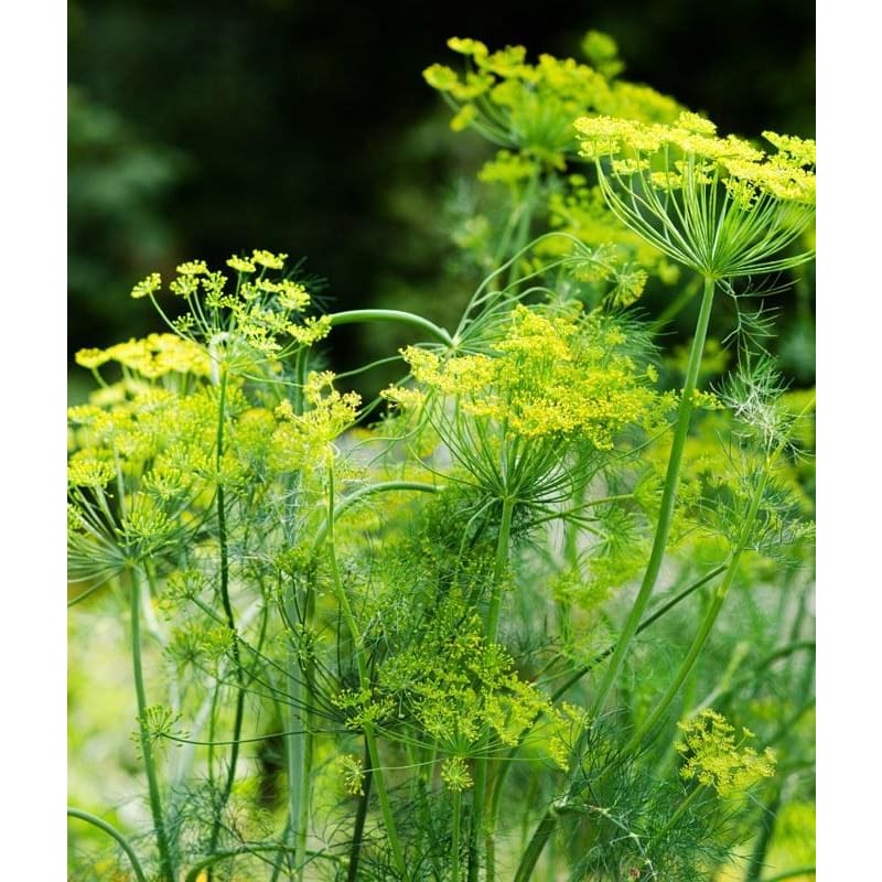 FRESH DILL SEED HEAD INVERMERE AVAILABLE/ /CRANBROOK SEPT 23rd 12-12:15 PM