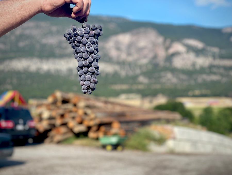 CORONATION GRAPES INVERMERE AVAILABLE/ CRANBROOK SEPT 8