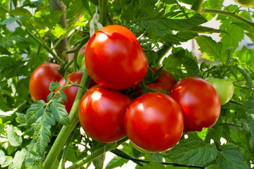 FIELD TOMATOES - INVERMERE AUG 29/ CRANBROOK SEPT 8